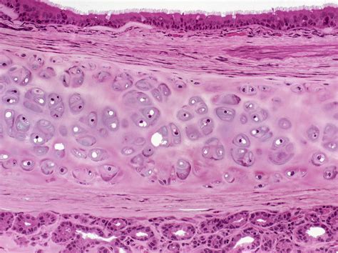 Trachea Respiratory Epithelium Lm Photograph By Alvin Telser