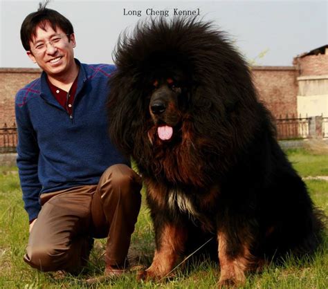 As The Most Professional Breeding Tibetan Mastiff Kennel In China We