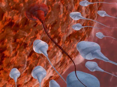 Le Sperme Peut Abriter Au Moins Virus Sciences Et Avenir