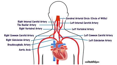 The Arteries Of Head And Neck For Studying Upper Limb Arteries Aortic