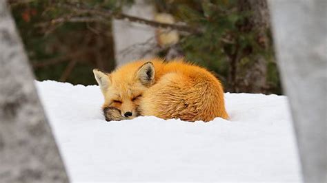 Arctic Foxes Baamboozle