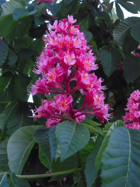 This Is The Beautiful Flower Of The Red Horse Chestnut Tree Flowers
