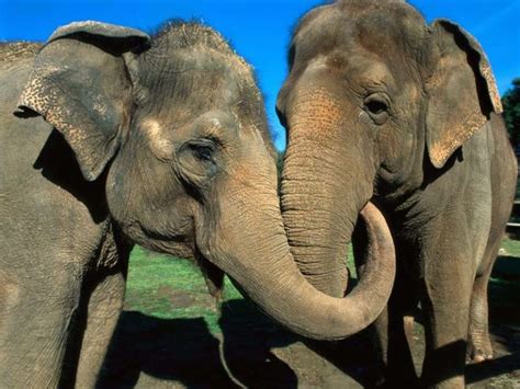 Heartwarming Moment Two Former Circus Elephants Recognize Each Other