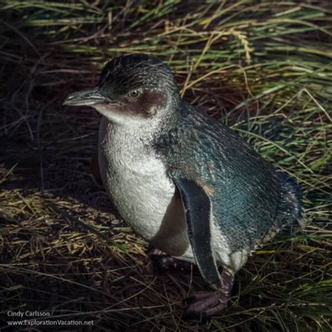 An Evening With New Zealands Little Blue Penguins