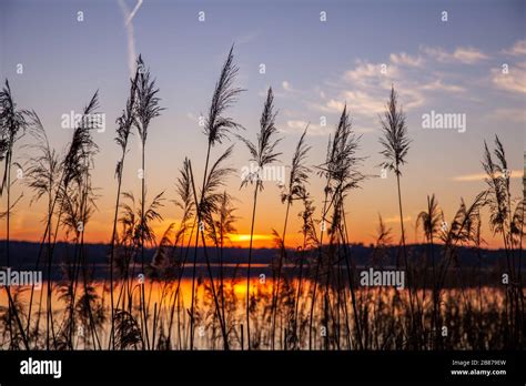 Lake With Reed Silhouette At Colorful Sunset Scenery Nature Backgrounds
