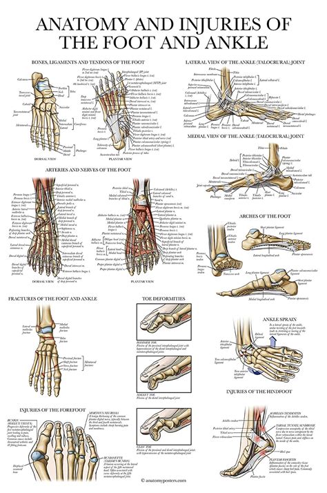 Laminated Anatomy And Injuries Of The Foot And Ankle Poster