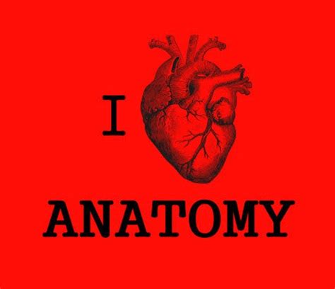 I Love Anatomy