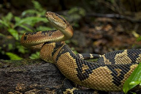 Bushmasterlachesis Muta Photographed By Thierry Montford In Guyana On