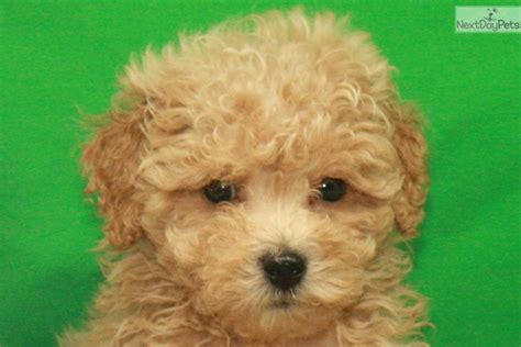 Apricot Male Tiny To Poodle Toy Puppy For Sale Near Oklahoma City