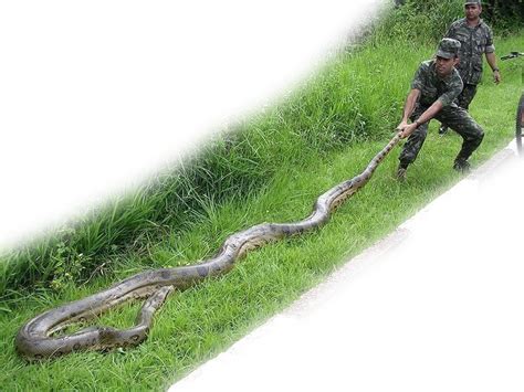 Anaconda Verde Animales Grandes