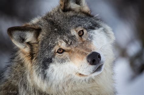 Bilder coole wolf hintergrundbilder : Die 84+ Besten Wolf Hintergrundbilder