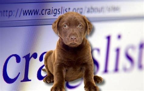 Maybe you would like to learn more about one of these? Craigslist Puppy Scam Targets Sebastian, Vero Beach - Sebastian Daily