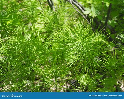 Forest Horsetail In The Shade Of Trees In Summer Medicinal Plant