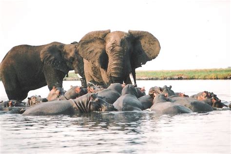 Elephant Vs Hippo Flickr Photo Sharing