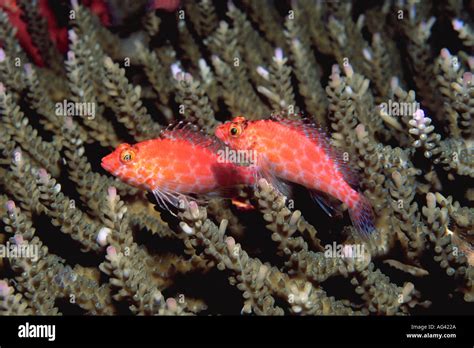 Two Pixy Hawkfish Cirrhitichthys Oxycephalus On Staghorn Coral Stock