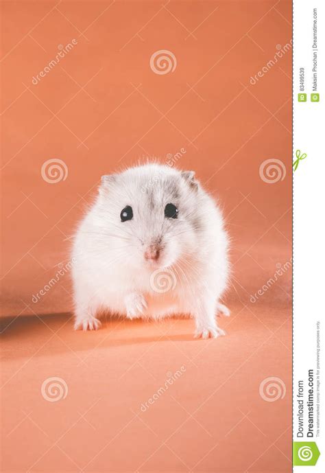 Photo Cute Jungar Hamster Walking Stock Image Image Of Background