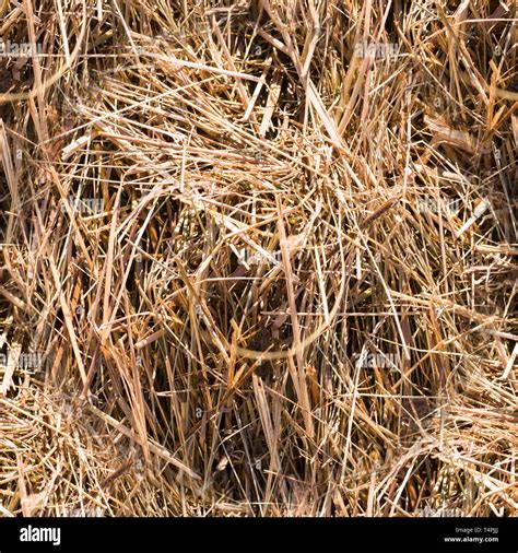 Seamless Dry Grass Of Hay And Straw Close Up Texture Background