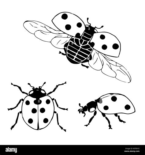 How To Draw A Ladybug Flying Anastasia Bogo