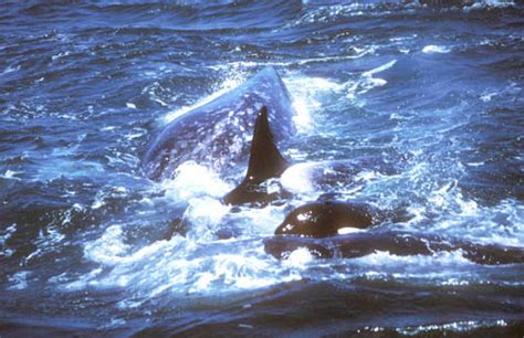 Monterey Bay Whale Watch Photo Two Killer Whales Between Mother And