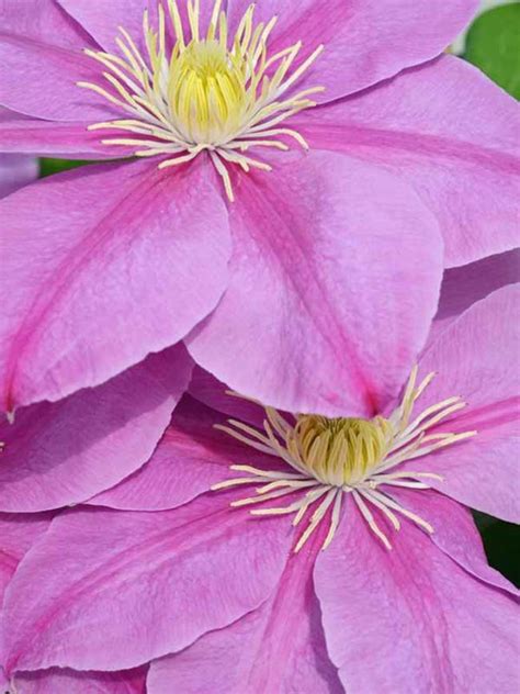 This is a compact variety that is a good choice for patio containers, pots or planters. Clematis Alaina -- Bluestone Perennials