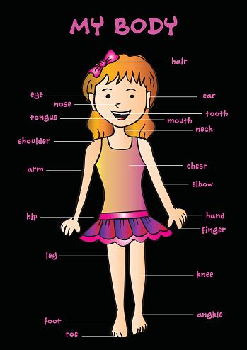 The free science images and photos are perfect learning tools, great for adding to learn more about human anatomy with these free resources. My Body Educational Info Graphic Chart For Kids Showing ...