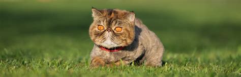 Exotic Shorthair Cat Breed Information Characteristics And Facts