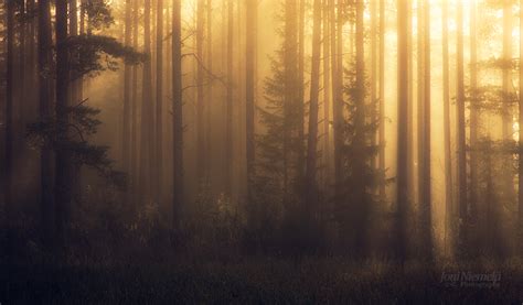 Foggy Pine Forest Ii Blog Joni Niemelä Fine Art Photography