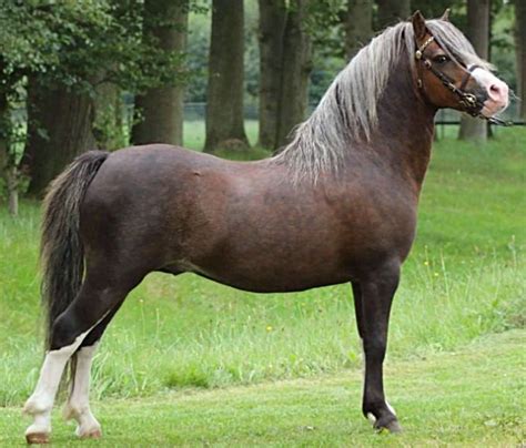 Welsh Cob Welsh Pony And Cob Pony Breeds Horses And Dogs