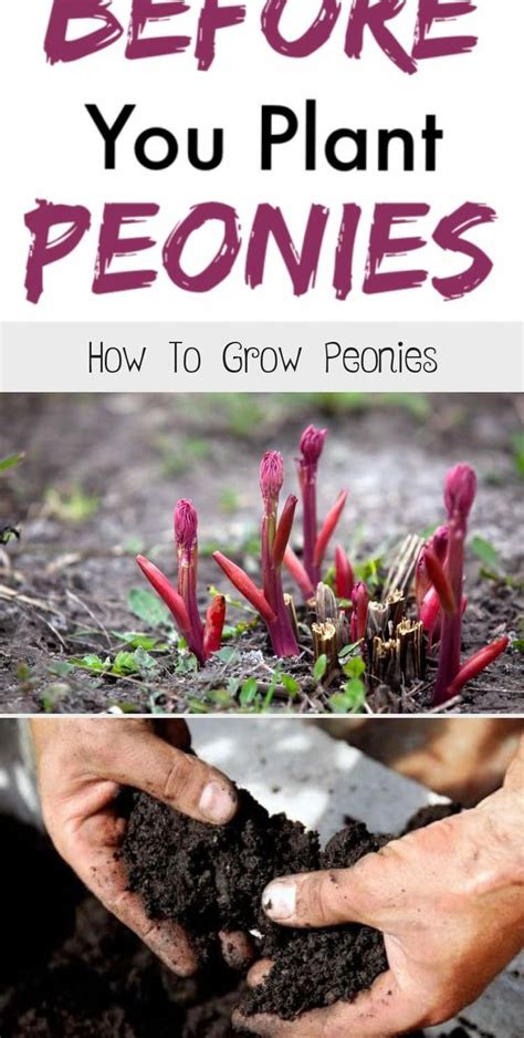 How To Grow Peonies Backyard İdeasbackyard Grow Ideas