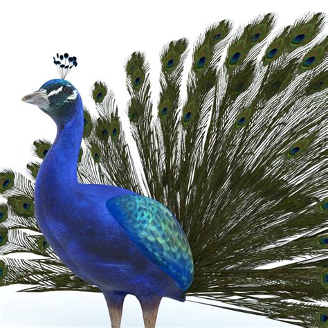 Peacock Model Turbosquid 1314782