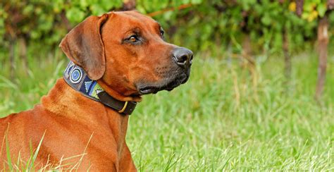 Rhodesian Ridgeback Dog Breed Information Breed Advisor
