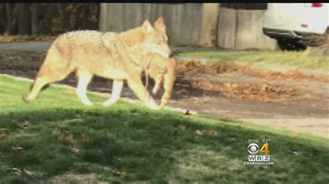 Biologists and citizen scientists have been working together to sift bones, hair, and seeds from poop. Pet Owners On Alert After Coyote Kills Cat - YouTube