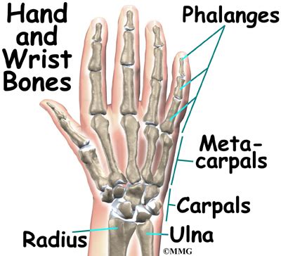 Flat bones protect internal organs. Wrist Parts & Anatomy | Houston Methodist