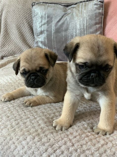 Pug Puppies For Sale | Pittsburgh, PA #328051 | Petzlover
