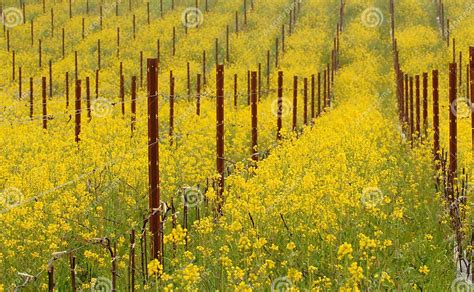 Meadow Of Flowering Mustard Plants In California Stock Photo Image Of