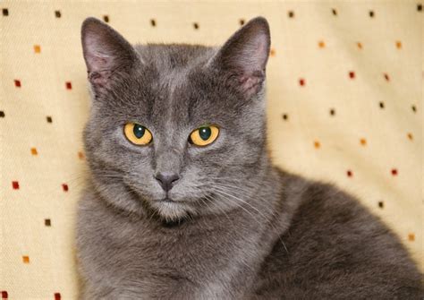 Top 5 grey cat breeds - Yummypets