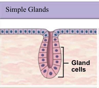Structural Classification Of Simple And Compound Exocrine Glands