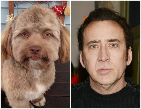Nicolas Cage Animal Face Swap