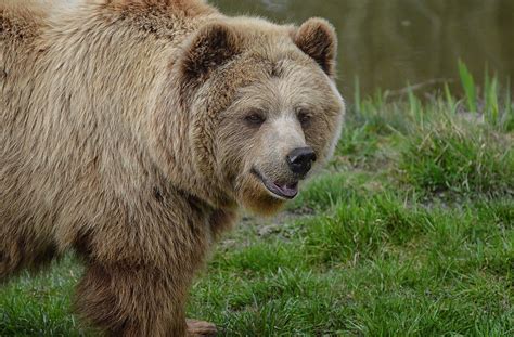 Medve támadt egy futóra a romániai üdülőváros mellett