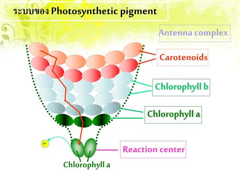 Ppt Photosynthesis Powerpoint Presentation Free Download Id6851488