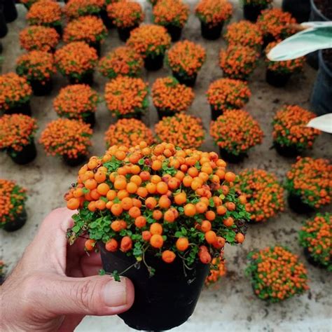 Coral Bead Plant Nertera Granadensis Care And Growing Guide