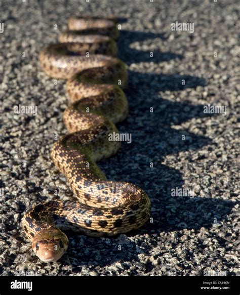 Oregon Bull Snake Hi Res Stock Photography And Images Alamy