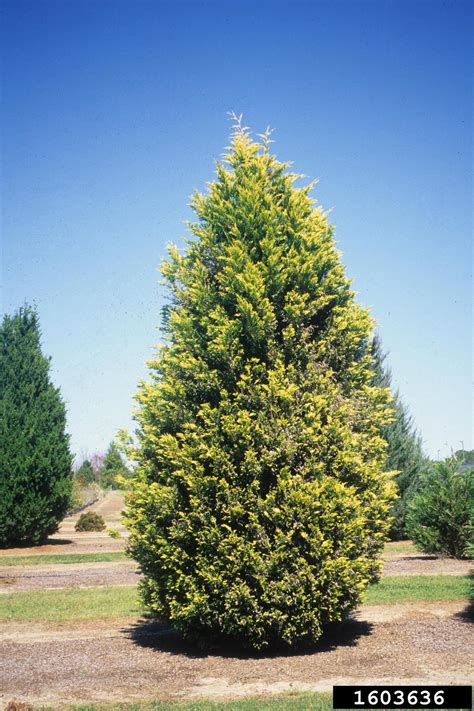 Leyland cypress (x cupressocyparis leylandii) is a large, handsome evergreen that is used extensively in the southeast. Leyland cypress, x Cupressocyparis leylandii (Pinales ...
