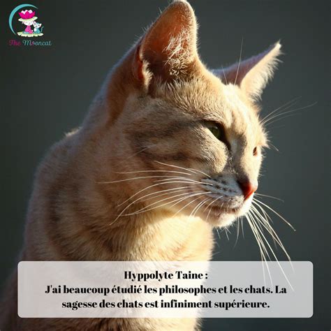 Épinglé par obergfell sur citation Citation chat Animaux Chien chat