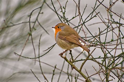 Robin Songbird Bird Free Photo On Pixabay Pixabay