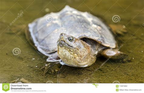 Snapping Turtle In Muddy Water Georgia Usa Stock Photo Image Of