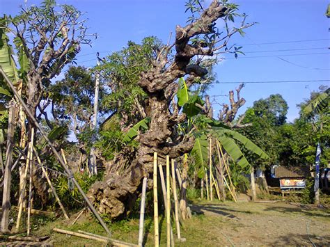 Tani Sejahtera Nursery: Jual Pohon Kamboja di Buton