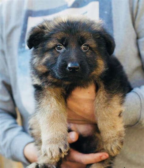 They are usually born in normal families that have not much experience on dog breeding, so the breed's quality is just basic, and they often do not have full registration. Chunky German Shepherd puppies | Dartford, Kent | Pets4Homes