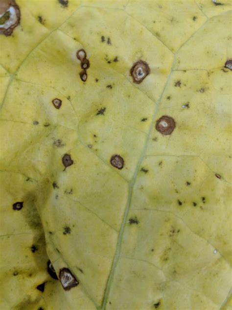 Fungicide Resistance Found In Frogeye Leaf Spot Of Flue Cured Tobacco