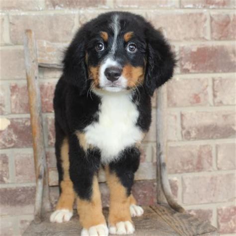 To learn more about each adoptable dog, click on the i icon for some fast facts or click on their name or photo for full details. Bernese Mountain Dog Puppies For Sale | Newport Beach, CA ...